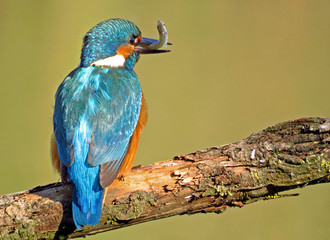 Common Kingfisher (Alcedo atthis) european kingfisher bird in natural habitat, close up photo with blurry background