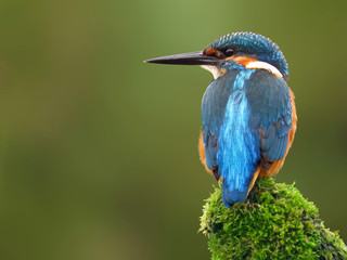 Common Kingfisher (Alcedo atthis) european kingfisher bird in natural habitat, close up photo with blurry background