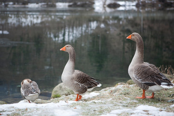 Geese near lake in winter