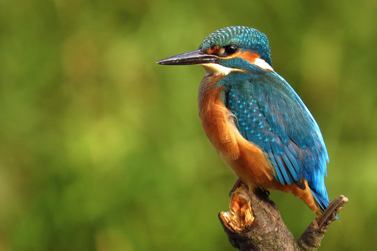 Common Kingfisher (Alcedo atthis) european kingfisher bird in natural habitat, close up photo with blurry background