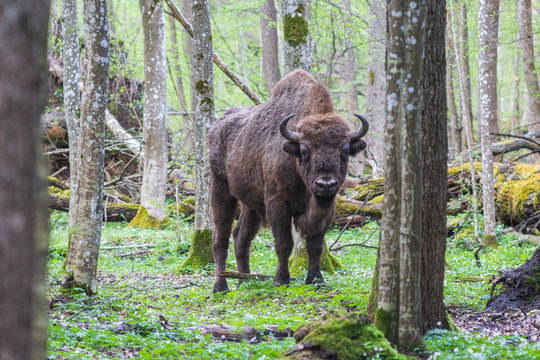 Bison in the forest in the Bialowieza National Park.