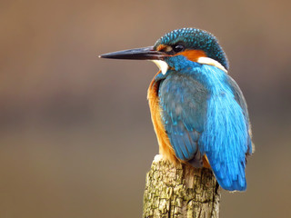 Common Kingfisher (Alcedo atthis) european kingfisher bird in natural habitat, close up photo with blurry background