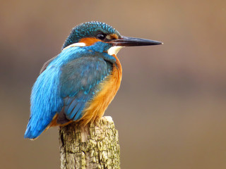 Common Kingfisher (Alcedo atthis) european kingfisher bird in natural habitat, close up photo with blurry background
