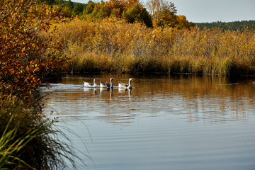 Greylag geese swim on the lake