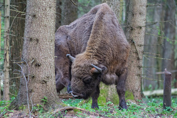 Bison in the forest in the Bialowieza National Park.