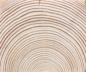 Spruce Wood Cut Background - Wooden Texture Pattern