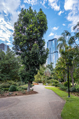 Fototapeta premium Empty path and Kauri Pine in the Brisbane City Botanic Gardnes