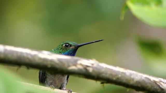 White-tailed Hillstar Hummingbird (Urochroa leucura) flies from perch in slow motion. In montane rainforest near Rio Quijos, Baeza, on the Amazonian slopes of the Andes in Ecuador.