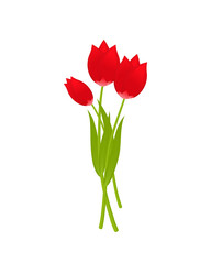 Three red tulips on white background