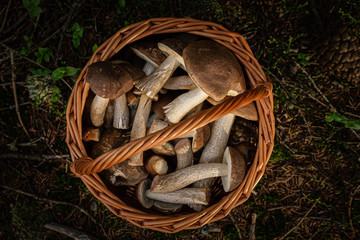 Edible Fresh Mushrooms in Basket on Ground in Forest - Top View