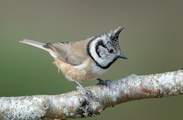 Crested Tit Perched on Branch © Simon Stobart