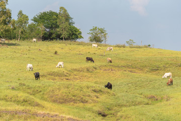 Fototapeta na wymiar Extensive beef cattle rearing in southern Brazil