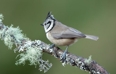 Crested Tit Perched on Branch