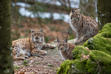 Lynxes in the Bavarian Forest, Germany.