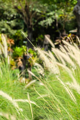 grass flowers moving by the wind