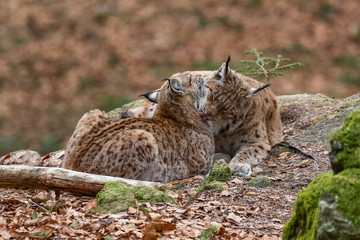 Lynxes in the Bavarian Forest, Germany.