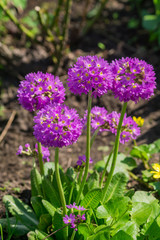Obraz premium Purple flowers in Primula denticulata (Drumstick Primula) in spring garden