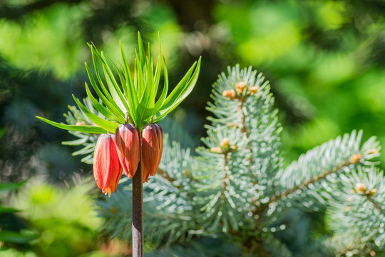 Close up of Fritillaria imperialis or 'Rubra' - exotic flofer in spring garden.