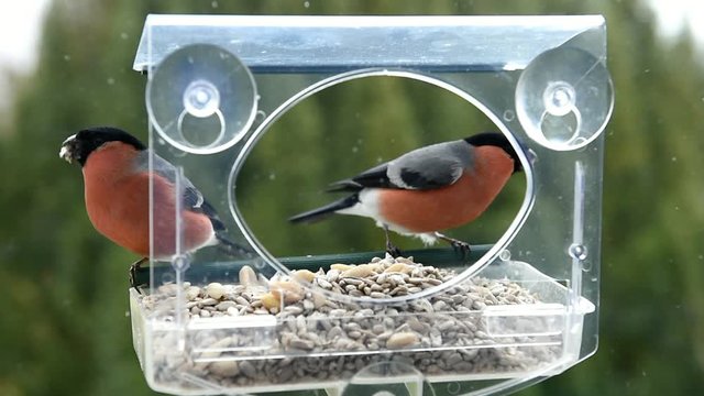 Dompfaff am Fenster - Vogelhaus