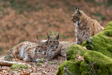 Naklejka na ściany i meble Lynxes in the Bavarian Forest, Germany.