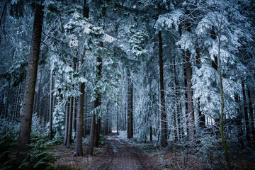 Evening Frozen Trees in Forest - Dark Winter Landscape with Trees Covered with Frost
