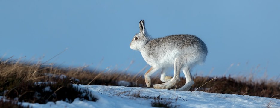Mountain Hare in Snow