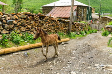 pets on the streets in the background Rock tower towers and old houses in Ushguli
