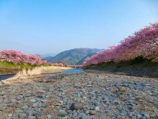 静岡県 伊豆の早咲き桜 河津桜