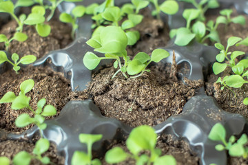 Close-up of petunia seedlings in plastic pots. Selective focus.