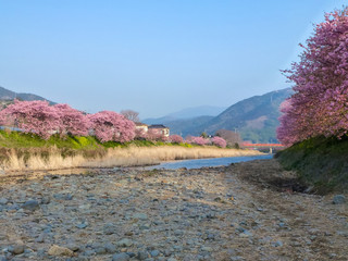 静岡県 伊豆の早咲き桜 河津桜