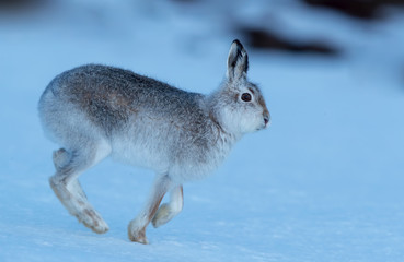 Mountain Hare in Snow