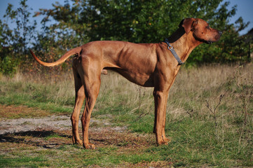 A hunting dog standing in the savanna. Breed: Rhodesian ridgeback.