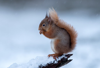 Red Squirrel in Snow
