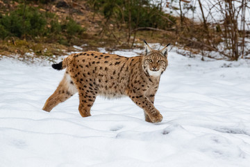 Lynxes in the Bavarian Forest, Germany.