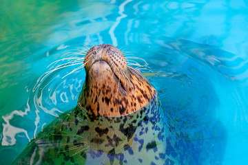 seal in the zoo