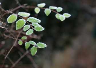Fototapeta na wymiar green leaves of a frozen tree