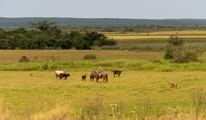 Extensive beef cattle rearing in southern Brazil