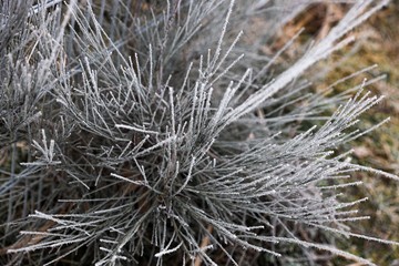 frost on grass