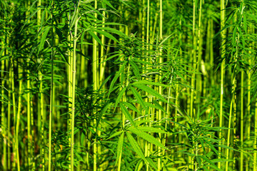 Green Grass Plants on Field - Marijuana