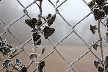 Frozen wire fence with ivy