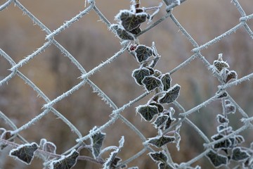 Frozen wire fence with ivy