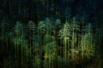 Hemp Field - Dark Background with Marijuana Plants.