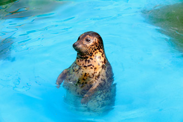 Obraz premium seal in the zoo