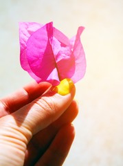 Flowers in the hand. Bright colours. Color therapy.