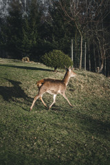 Hirschkuh Reh geht im Garten auf Gras bei Sonne mit Wald im Hintergrund im Herbst