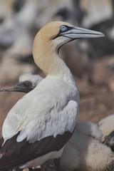 Cape Gannet 
