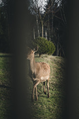 Hirschkuh Reh steht im Garten auf Gras bei Sonne im Herbst