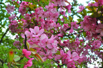Beautiful pink sakura flowers, floral bright background