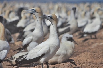 A pair of Cape Gannets