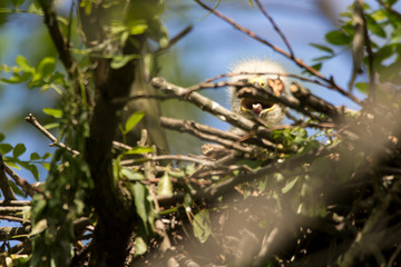 Common buzzard (Buteo buteo) in natural habitat, hawk bird in the grass on the ground, predatory bird close up 